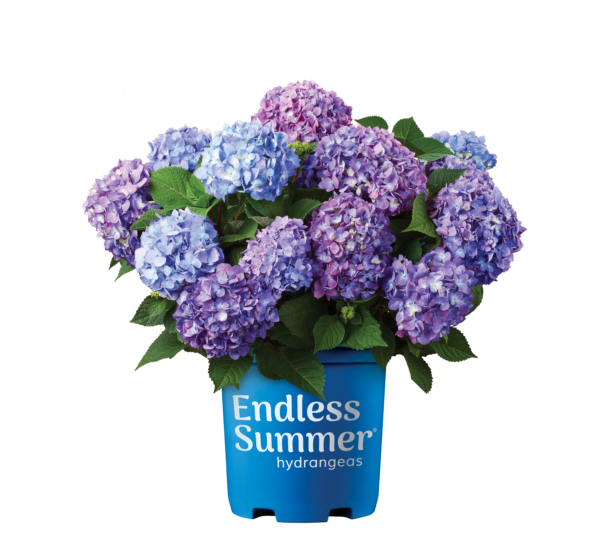 Hydrangea macrophylla Bloomstruck® (ES) - Image 5