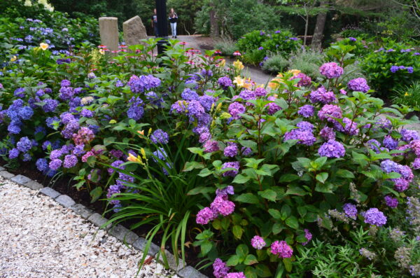 Hydrangea macrophylla Bloomstruck® (ES) - Image 2