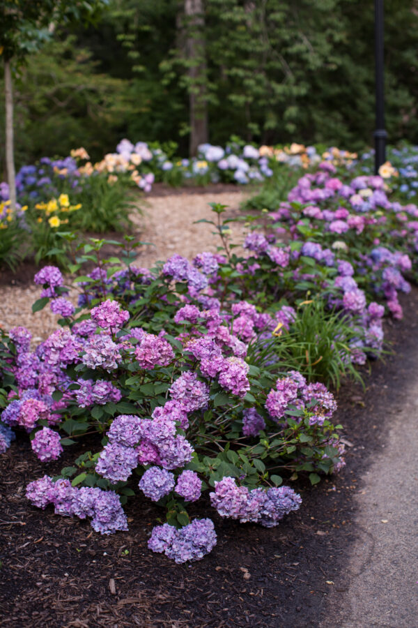 Hydrangea macrophylla Bloomstruck® (ES)