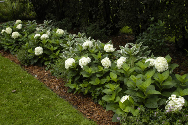 Hydrangea macrophylla Blushing Bride® (ES) - Image 3