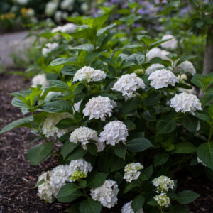 Hydrangea macrophylla Blushing Bride® (ES)