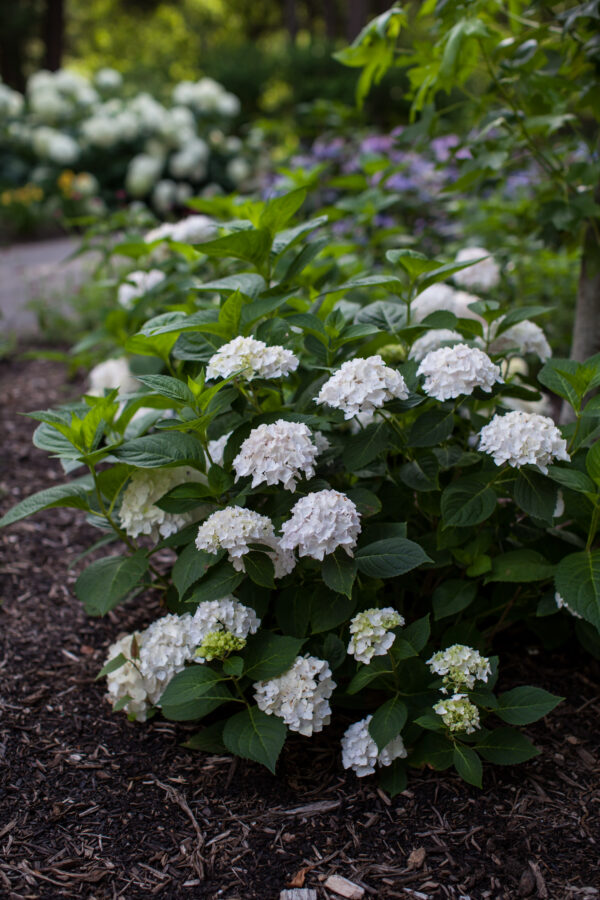 Hydrangea macrophylla Blushing Bride® (ES)