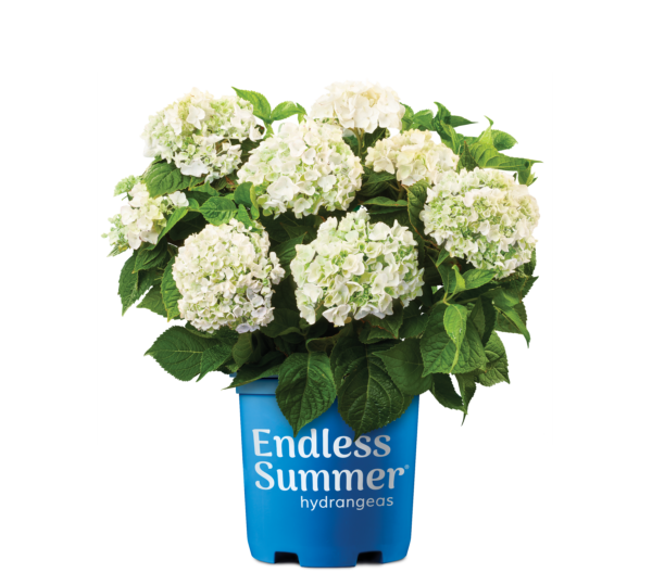 Hydrangea macrophylla Blushing Bride® (ES) - Image 5