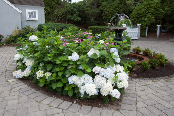 Hydrangea macrophylla Blushing Bride® (ES) - Image 2