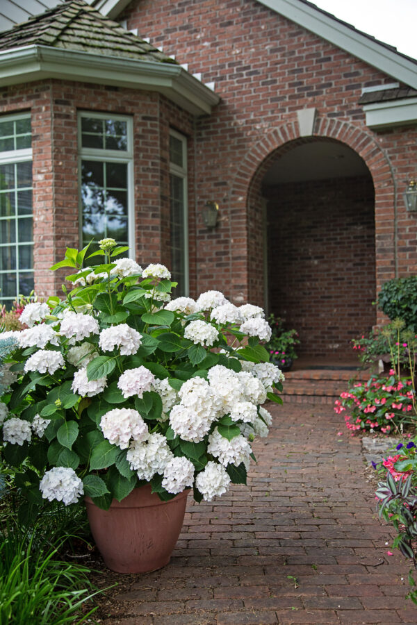 Hydrangea macrophylla Blushing Bride® (ES) - Image 4