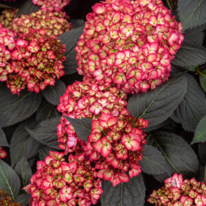 Hydrangea macrophylla Eclipse® (FE)