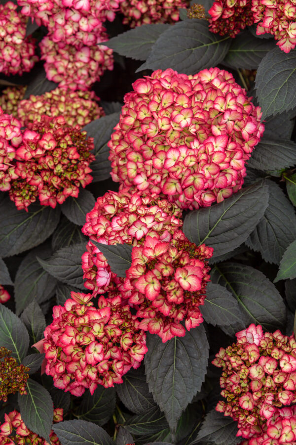Hydrangea macrophylla Eclipse® (FE)