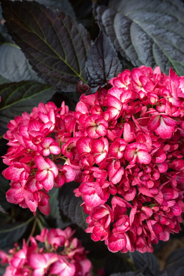 Hydrangea macrophylla Eclipse® (FE) - Image 5