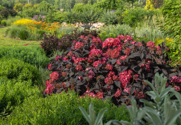 Hydrangea macrophylla Eclipse® (FE) - Image 4
