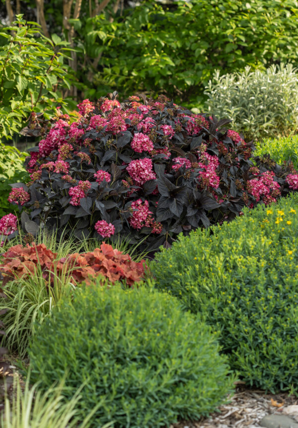 Hydrangea macrophylla Eclipse® (FE) - Image 3