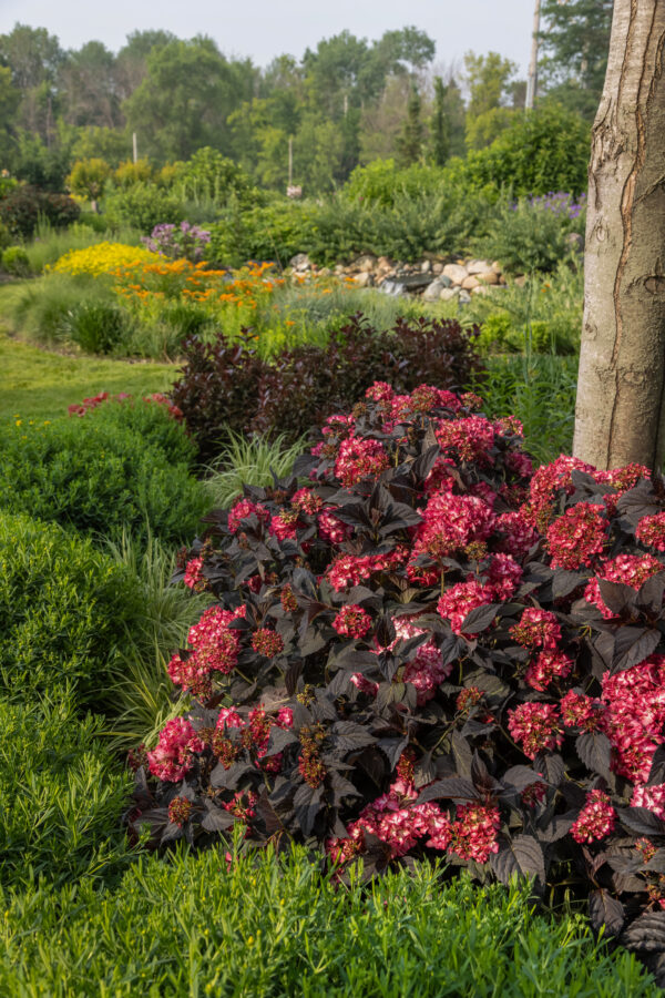 Hydrangea macrophylla Eclipse® (FE) - Image 2