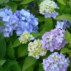 Hydrangea macrophylla Endless Summer® (ES)