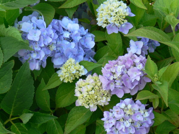 Hydrangea macrophylla Endless Summer® (ES)