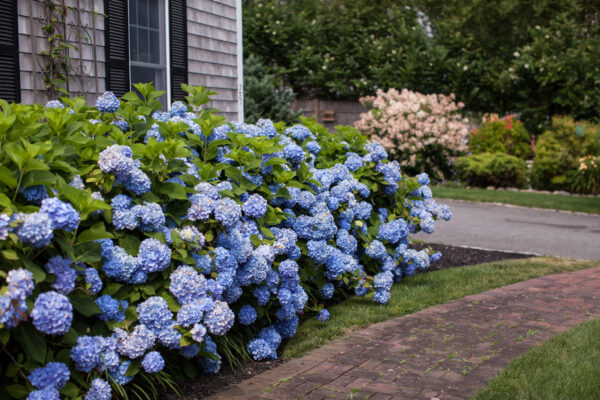Hydrangea macrophylla Endless Summer® (ES) - Image 2