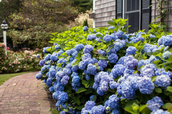 Hydrangea macrophylla Endless Summer® (ES) - Image 3