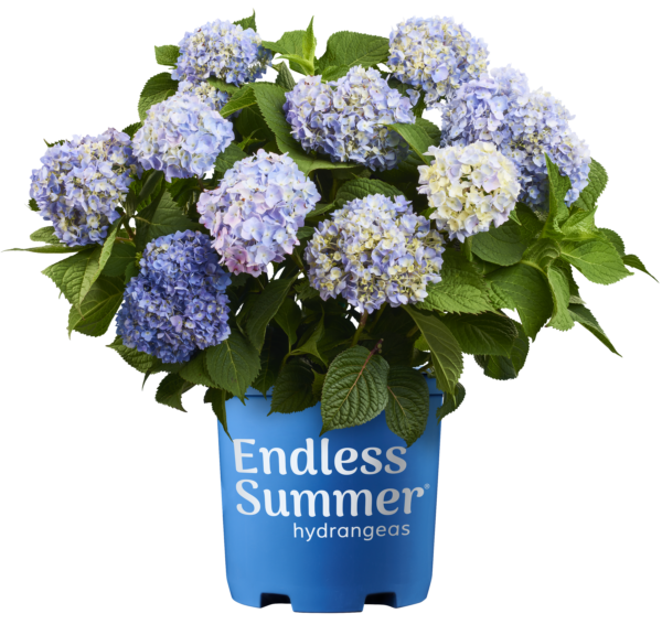 Hydrangea macrophylla Endless Summer® (ES) - Image 5