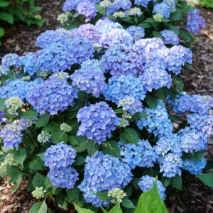 Hydrangea macrophylla Let's Dance Lovable® (PW)