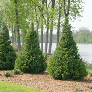 Juniperus chinensis Gin Fizz® (PW)