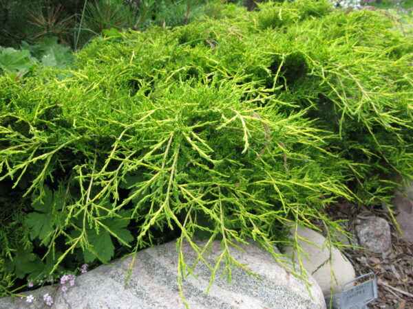 Juniperus chinensis Gold Coast - Image 3