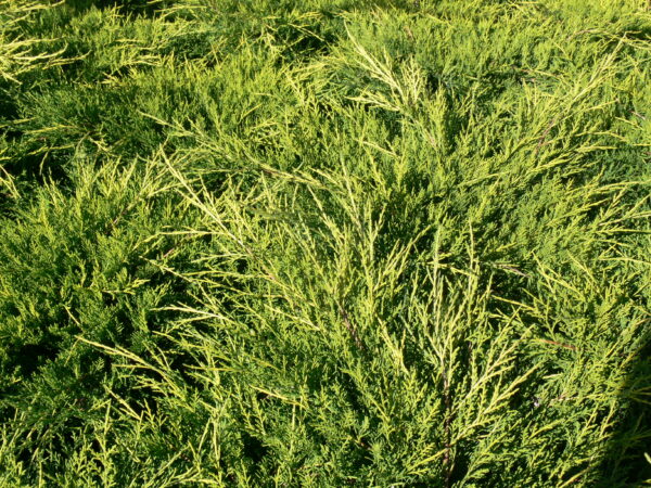 Juniperus chinensis Gold Coast - Image 2