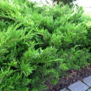 Juniperus chinensis Mint Julep®
