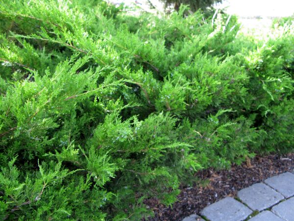 Juniperus chinensis Mint Julep®