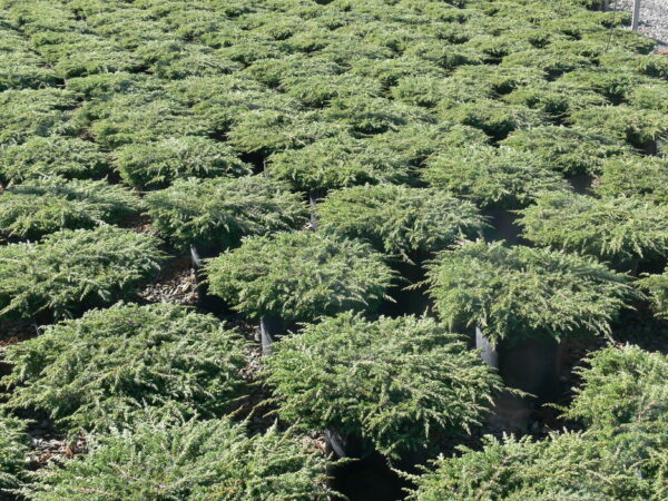 Juniperus communis Green Carpet