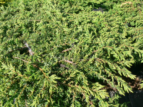 Juniperus communis Green Carpet - Image 2