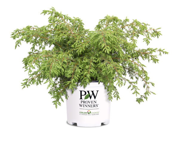 Juniperus communis Tortuga® (PW) - Image 4