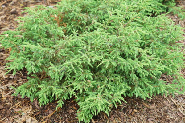 Juniperus communis Tortuga® (PW) - Image 3