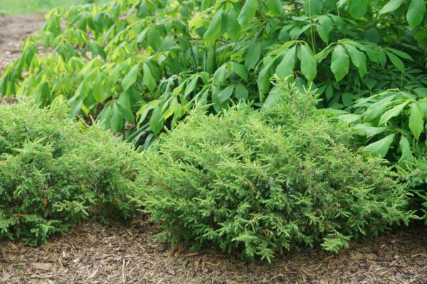 Juniperus communis Tortuga® (PW)