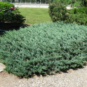 Juniperus horizontalis Blue Chip