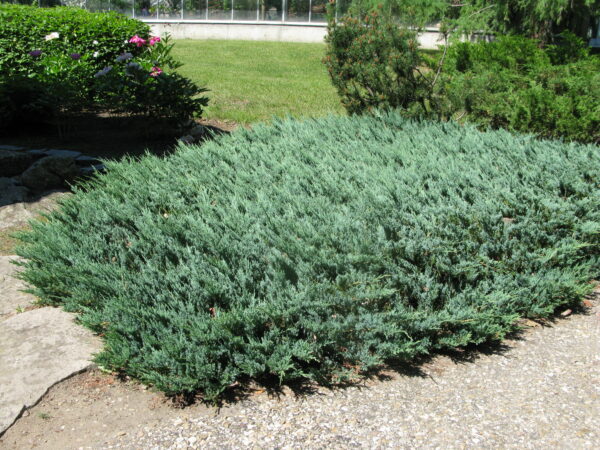 Juniperus horizontalis Blue Chip