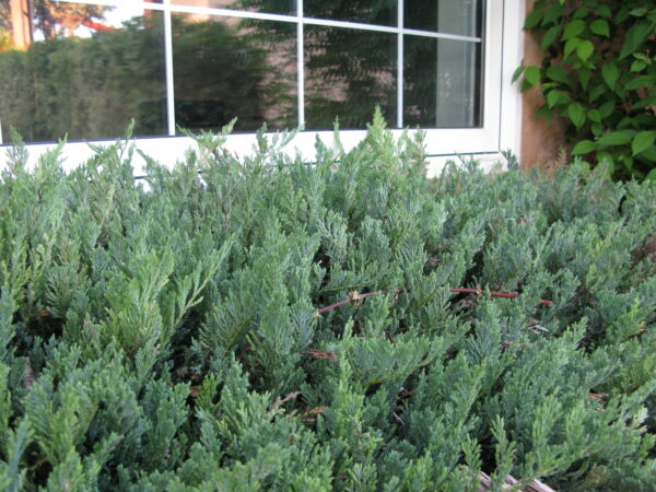 Juniperus horizontalis Blue Chip - Image 4
