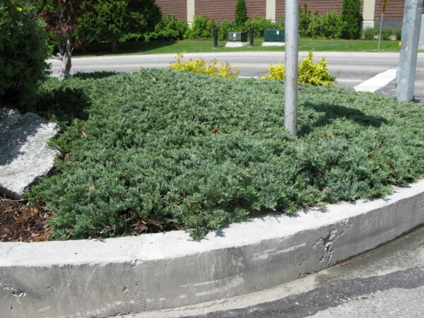Juniperus horizontalis Blue Chip - Image 3