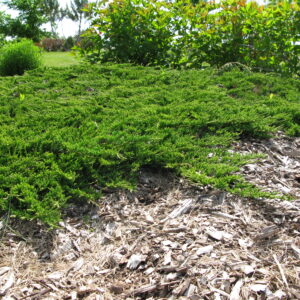Juniperus horizontalis Prince of Wales