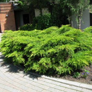 Juniperus sabina Arcadia