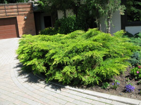 Juniperus sabina Arcadia