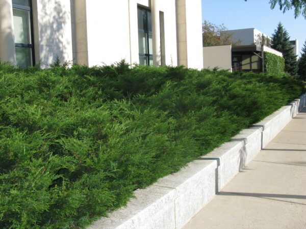 Juniperus sabina Arcadia - Image 5