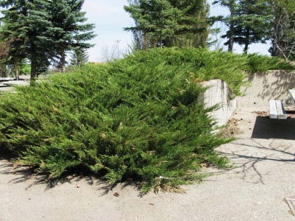 Juniperus sabina Arcadia - Image 4