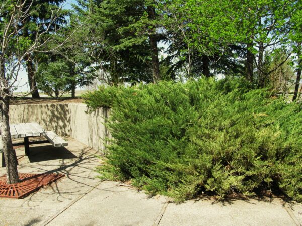 Juniperus sabina Arcadia - Image 3
