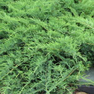 Juniperus sabina Blue Danube