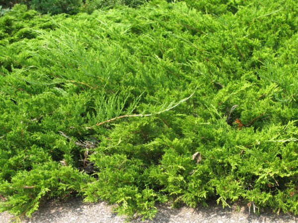 Juniperus sabina Buffalo - Image 2