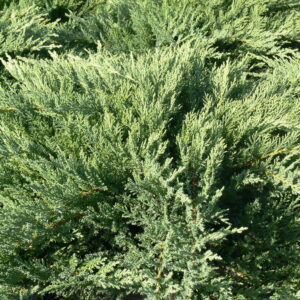 Juniperus sabina Moor-Dense®
