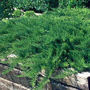 Juniperus sabina Tamariscifolia