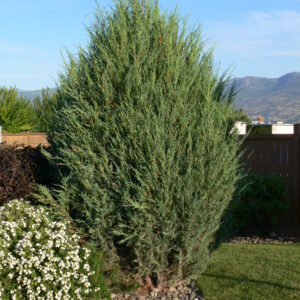 Juniperus scopulorum Cologreen
