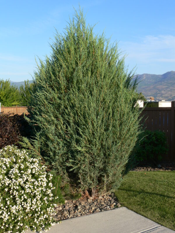 Juniperus scopulorum Cologreen
