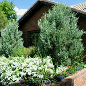 Juniperus scopulorum Moonglow