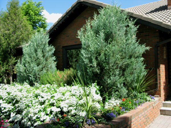 Juniperus scopulorum Moonglow
