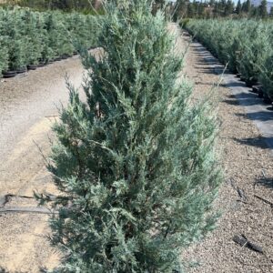 Juniperus scopulorum Wichita Blue